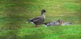 Attēlu rezultāti vaicājumam “Anser serrirostris”