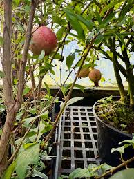 Attēlu rezultāti vaicājumam “Nardus stricta fruit”