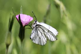 Attēlu rezultāti vaicājumam “Aporia crataegi female”