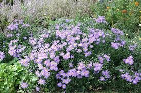 Image result for Aster amellus