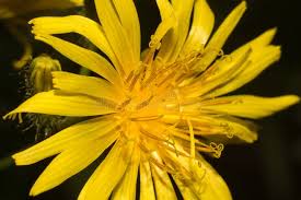 Attēlu rezultāti vaicājumam “Crepis paludosa flower”