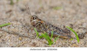 Attēlu rezultāti vaicājumam “Myrmeleotettix maculatus”