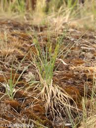 Attēlu rezultāti vaicājumam “Carex hirta female flower”