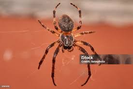 Attēlu rezultāti vaicājumam “Larinioides cornutus”