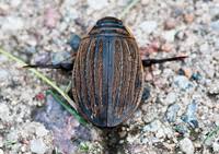 Attēlu rezultāti vaicājumam “Acilius sulcatus male”