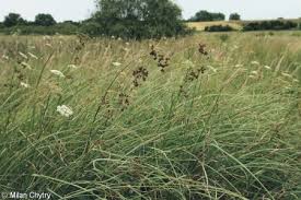 Attēlu rezultāti vaicājumam “Cladium mariscus fruit”