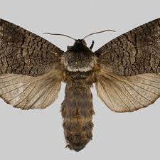 Attēlu rezultāti vaicājumam “Lamellocossus terebra”