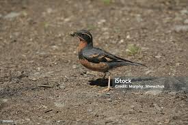 Image result for Ixoreus naevius