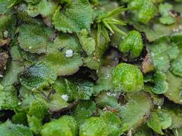 Attēlu rezultāti vaicājumam “Conocephalum salebrosum sporophyte”