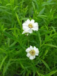 Attēlu rezultāti vaicājumam “Achillea ptarmica leaf”