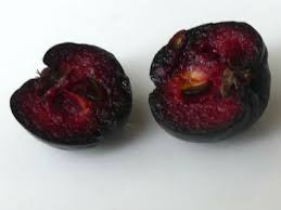 Attēlu rezultāti vaicājumam “Aronia melanocarpa fruit”