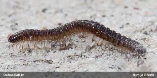 Attēlu rezultāti vaicājumam “Craspedosoma rawlinsi”