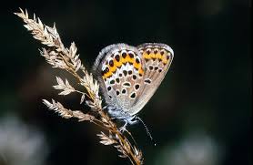 Attēlu rezultāti vaicājumam “Plebejus argus”