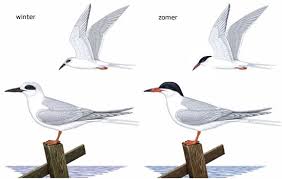 Image result for Sterna forsteri