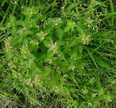 Attēlu rezultāti vaicājumam “Galeopsis bifida flower”