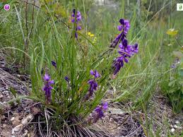 Attēlu rezultāti vaicājumam “Polygala comosa leaf”