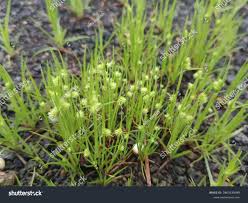 Attēlu rezultāti vaicājumam “Rhynchospora alba leaf”