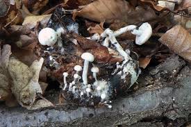 Attēlu rezultāti vaicājumam “Asterophora lycoperdoides”