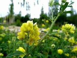 Attēlu rezultāti vaicājumam “Medicago sativa subsp. falcata leaf”