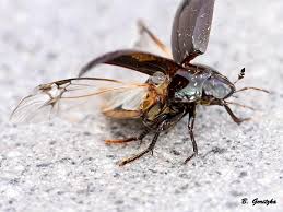 Attēlu rezultāti vaicājumam “Hydrochara caraboides”