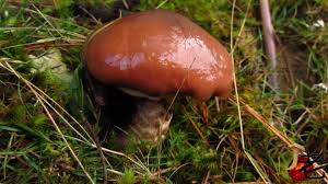Attēlu rezultāti vaicājumam “Suillus luteus”