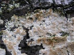 Attēlu rezultāti vaicājumam “Oxyporus corticola”