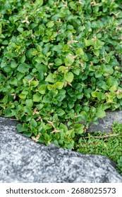 Attēlu rezultāti vaicājumam “Viola rupestris bud”