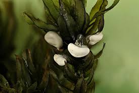 Attēlu rezultāti vaicājumam “Diderma sp.”