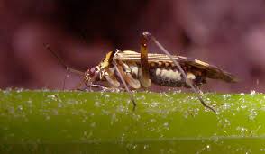 Attēlu rezultāti vaicājumam “Rhabdomiris striatellus”