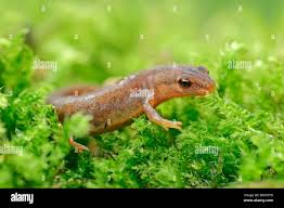 Attēlu rezultāti vaicājumam “Triturus vulgaris female”