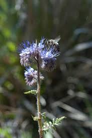 Attēlu rezultāti vaicājumam “Phacelia tanacetifolia”