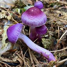 Attēlu rezultāti vaicājumam “Inocybe lanuginosa”