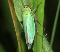 Attēlu rezultāti vaicājumam “Cicadella viridis female”