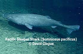 Image result for Somniosus pacificus