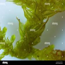 Attēlu rezultāti vaicājumam “Thuidium recognitum”