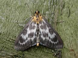 Attēlu rezultāti vaicājumam “Anania hortulata”