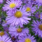 Image result for Aster novi-belgii