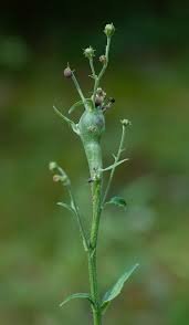 Attēlu rezultāti vaicājumam “Aulacidea hieracii”