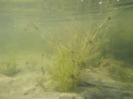 Attēlu rezultāti vaicājumam “Juncus bulbosus leaf”
