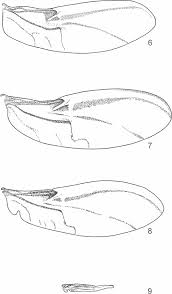 Attēlu rezultāti vaicājumam “Protapion sp.”