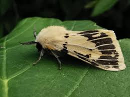 Attēlu rezultāti vaicājumam “Spilosoma lutea”