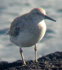 Attēlu rezultāti vaicājumam “Pluvialis squatarola adult”