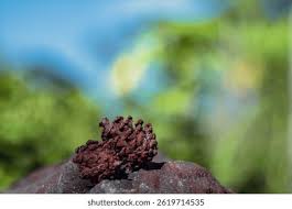 Attēlu rezultāti vaicājumam “Metatrichia sp.”