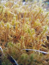 Attēlu rezultāti vaicājumam “Pleurocarpous mosses sporophyte”