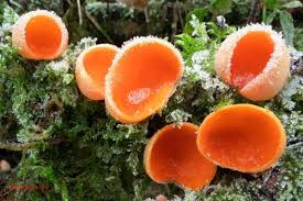 Attēlu rezultāti vaicājumam “Sarcoscypha austriaca var. lutea”