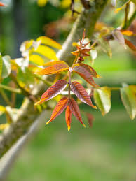 Attēlu rezultāti vaicājumam “Juglans x sinensis leaf”
