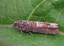 Attēlu rezultāti vaicājumam “Epinotia sordidana”