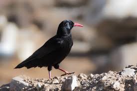 Image result for Pyrrhocorax pyrrhocorax