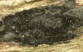 Attēlu rezultāti vaicājumam “Melanospora lagenaria”