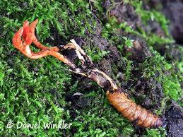 Attēlu rezultāti vaicājumam “Cordyceps farinosa”